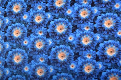 Cotton knitwear with digital print of large blue flowers AP2025/346.28.1 (1)