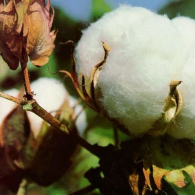 How cotton is grown and what are its uses. How cotton is grown and what are its uses.