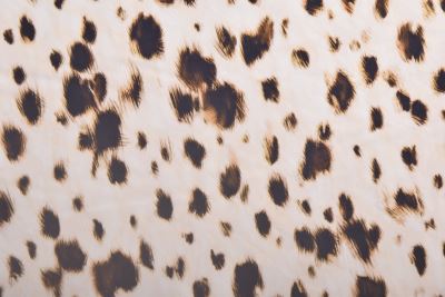 Cream-colored cotton fabric with animal print MOR4138